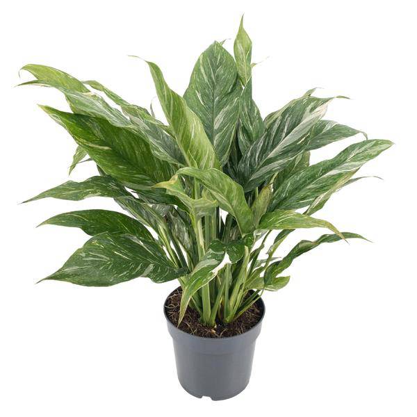 Spathiphyllum variegata 'Diamond' – Einblatt – Zimmerpflanze – Ø14cm – Höhe ca. 55cm – Variegiertes Laub – Luftreinigend & Pflegeleicht 
