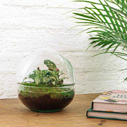 Flaschengarten - DIY - Kuppel - ↕ 20 cm