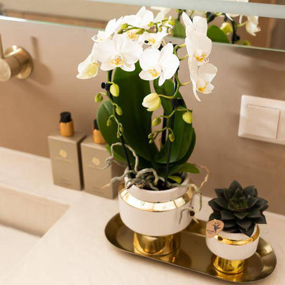 Le Chic Blumentopf - Weißer dekorativer Keramiktopf mit goldenen Details - Ø9cm - Oasis of Life