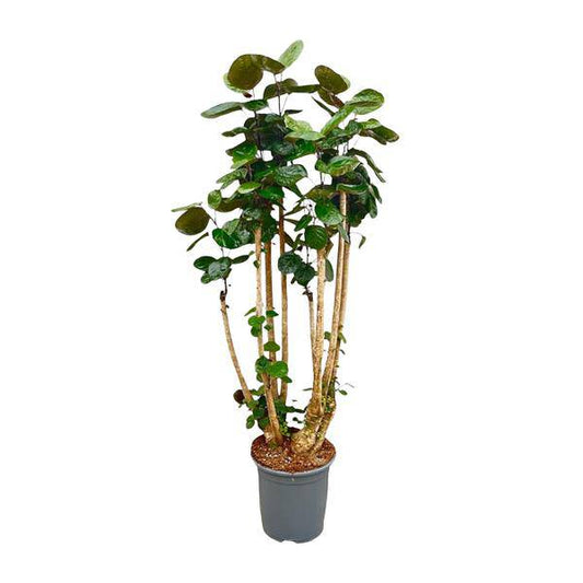Fiederaralie – Polyscias Fabian – Zimmerpflanze 160cm – Ø30cm – Exotische Grünpflanze mit glänzenden Blättern – Dekorative XXL-Pflanze für Wohnzimmer & Büro – Pflegeleicht 