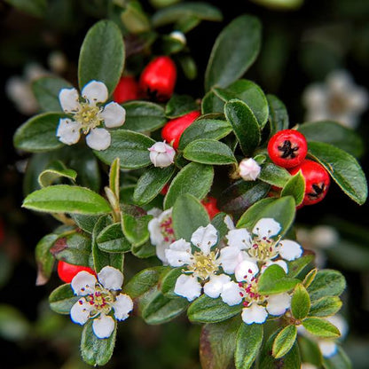 Teppich-Zwergmispel - Cotoneaster dammeri - ↕10-25cm - Ø9cm - 40 Stück