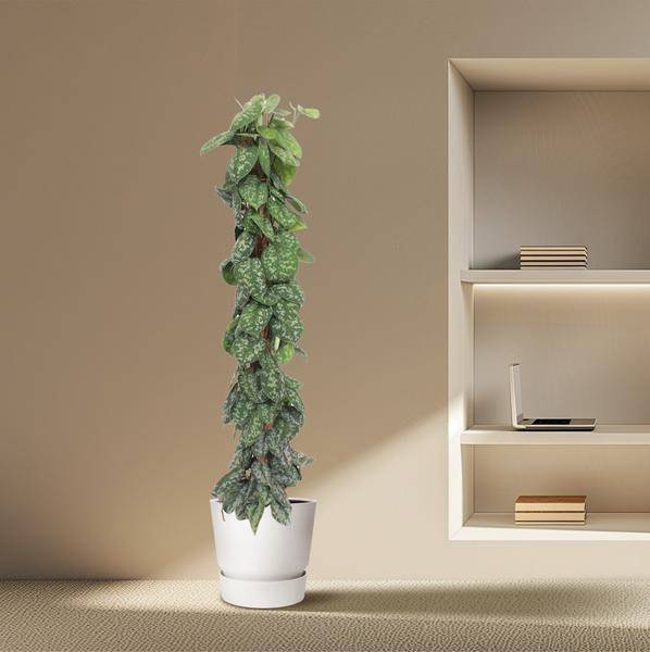 Gefleckte Efeutute - Scindapsus Pictus Trebie - Moosstock - Zimmerpflanze - 160cm - ø27cm