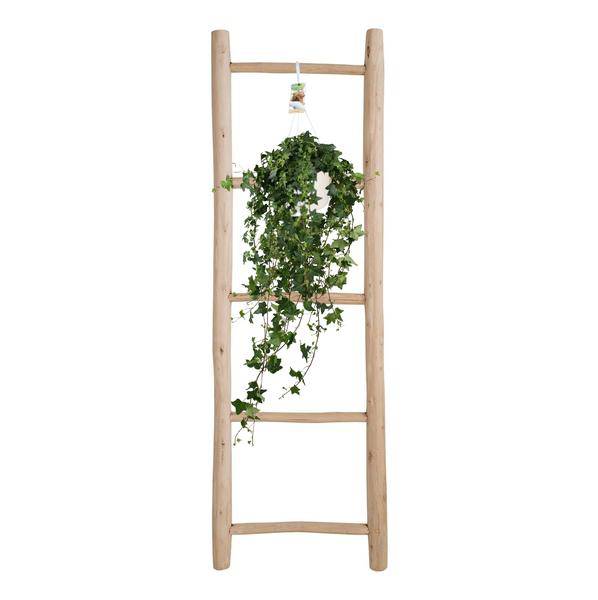 Hedera Helix Pitsburg - Hängepflanze - Zimmerpflanze - Ø17cm