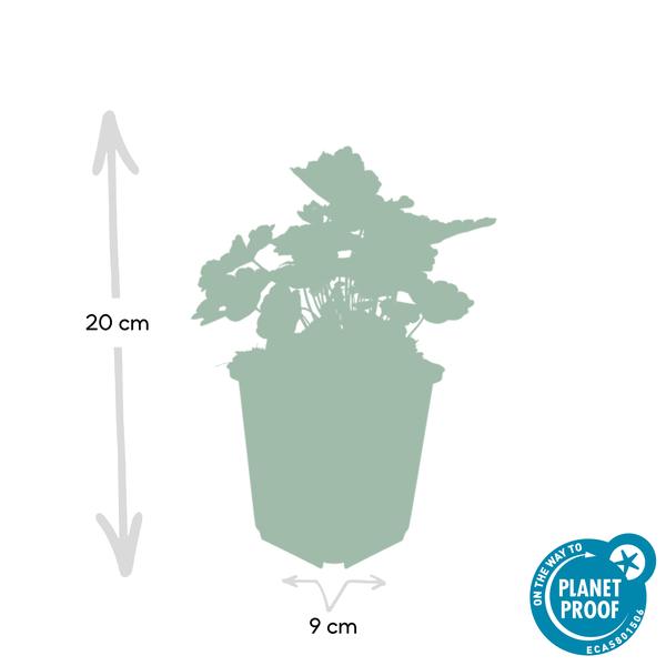 Purpurglöckchen - Heuchera mic. 'Palast Lila' - ↕10-25cm - Ø9cm - 40 Stück