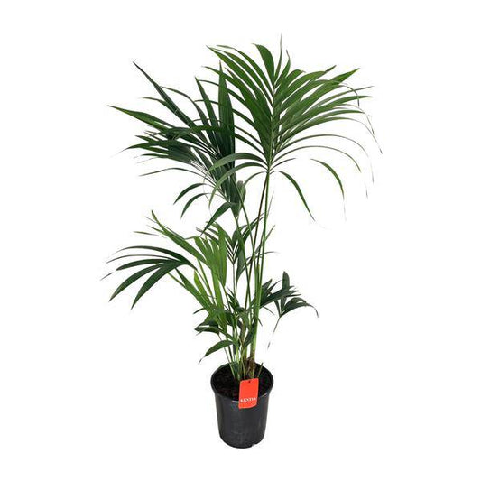 Kentiapalme - Howea Forsteriana - Zimmerpflanze - Ø24cm - ↕130cm