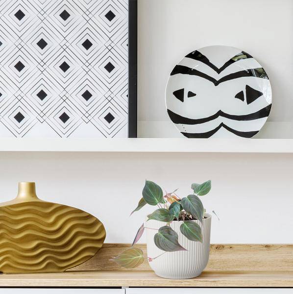 Philodendron scandens 'Micans' – Baumfreund – Zimmerpflanze ↕25cm – Ø12cm – Herzblatt-Philodendron mit samtigen Blättern – Hänge- & Kletterpflanze für Wohnzimmer & Büro 