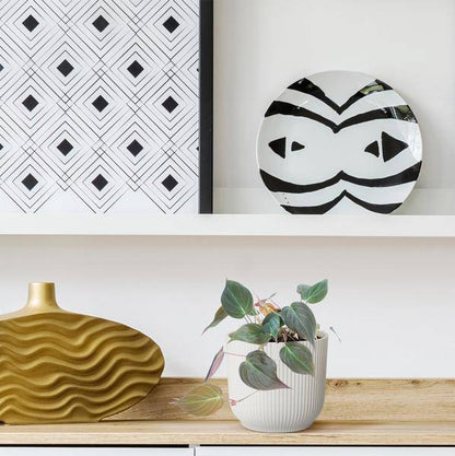 Philodendron scandens 'Micans' – Baumfreund – Zimmerpflanze ↕25cm – Ø12cm – Herzblatt-Philodendron mit samtigen Blättern – Hänge- & Kletterpflanze für Wohnzimmer & Büro 