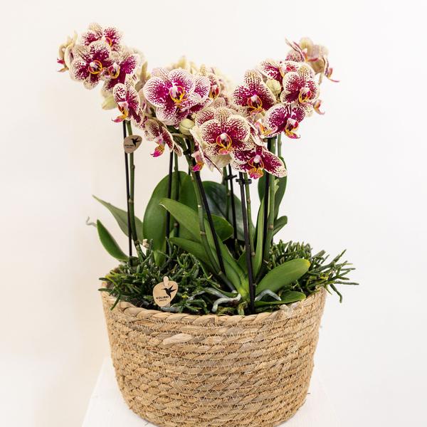 Kolibri Home - Einlage mit Wasserreservoir für Orchideenschale - Bewässerungssystem für Orchideen - 3x9 - Jungle Bouque + 3x Watergeeflonten - Oasis of Life