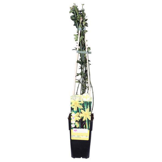 Winter-Jasmin - Jasminum nudiflorum - Ø15cm - ↕65cm
