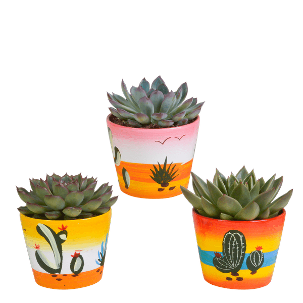 Steinrose - Echeveria Mix - Zimmerpflanze - 10,5 cm - 3 Stück - im Mexicaanse Topf