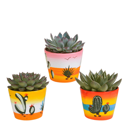 Steinrose - Echeveria Mix - Zimmerpflanze - 10,5 cm - 3 Stück - im Mexicaanse Topf