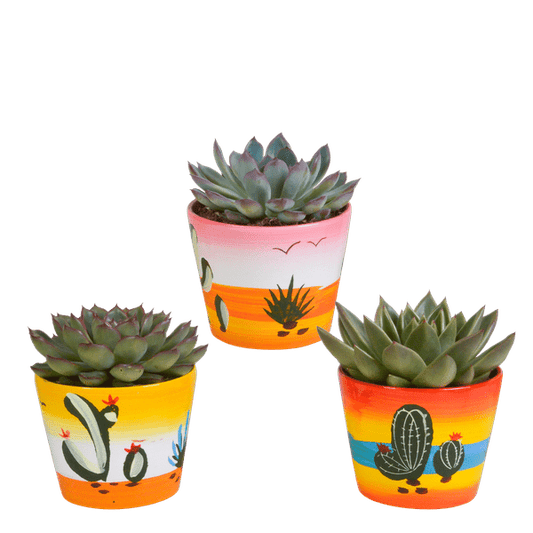 Steinrose - Echeveria Mix - Zimmerpflanze - 10,5 cm - 3 Stück - im Mexicaanse Topf 