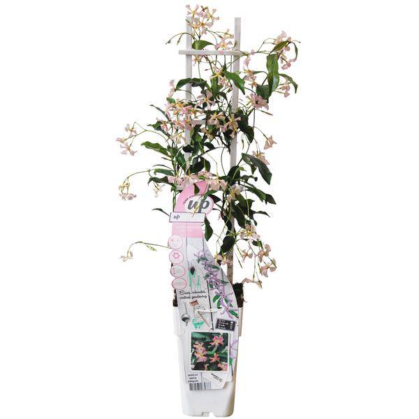 Sternjasmin Trachelospermum 'Star of Ibiza' – Rosa – Immergrüne Kletterpflanze – ca. 65cm Höhe – Duftender mediterraner Jasmin für Terrasse & Balkon