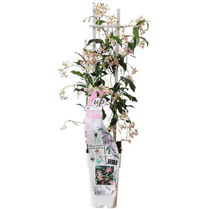 Sternjasmin Trachelospermum 'Star of Ibiza' – Rosa – Immergrüne Kletterpflanze – ca. 65cm Höhe – Duftender mediterraner Jasmin für Terrasse & Balkon