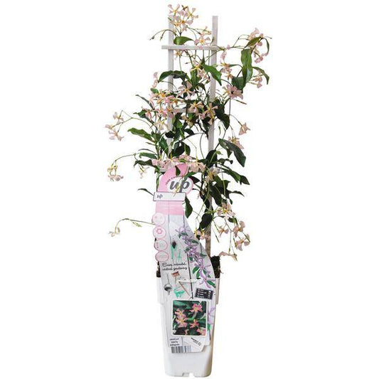 Sternjasmin Trachelospermum 'Star of Ibiza' – Rosa – Immergrüne Kletterpflanze – ca. 65cm Höhe – Duftender mediterraner Jasmin für Terrasse & Balkon