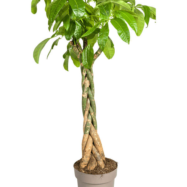 Pachira Aquatica Ø30cm - ↕170-180cm - Oasis of Life