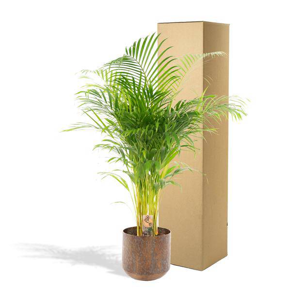 Areca-Palme mit Topf - ↨130cm - Ø24cm - Oasis of Life