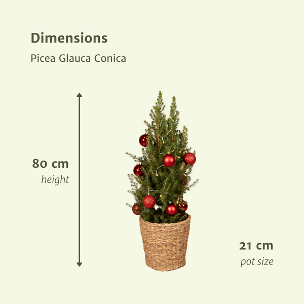 Zuckerhutfichte - Picea Glauca Conica - Ø21cm - ↕80cm - Rot