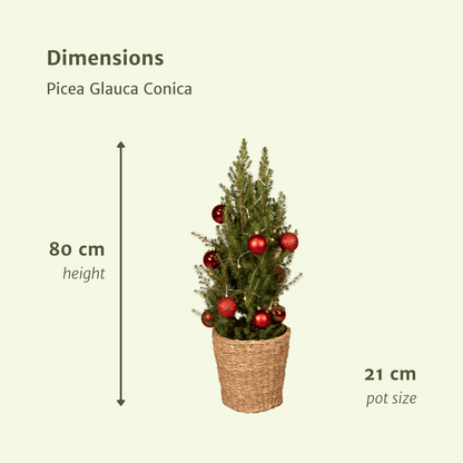 Zuckerhutfichte - Picea Glauca Conica - Ø21cm - ↕80cm - Rot