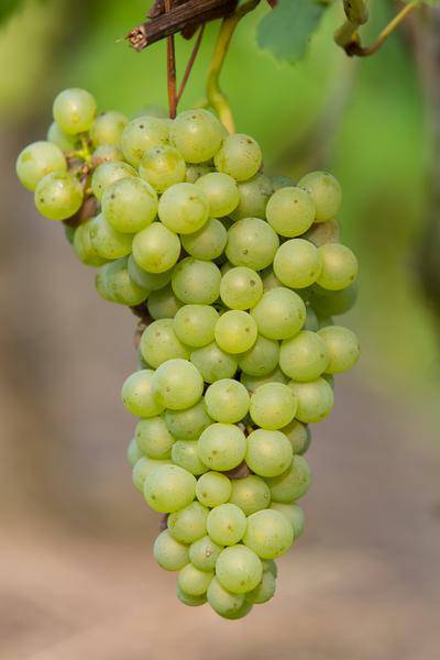Weinrebe - Weintraube - Vitis vinifera 'Johanniter' - Ø13cm - ↕45cm