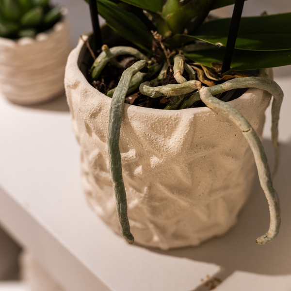 Star Fish Blumentopf Off White Ø9cm – Dekorativer Keramiktopf mit Seestern-Muster – Sommerlicher Pflanzentopf im maritimen Design – Blumendeko für Wohnzimmer, Küche & Bad 