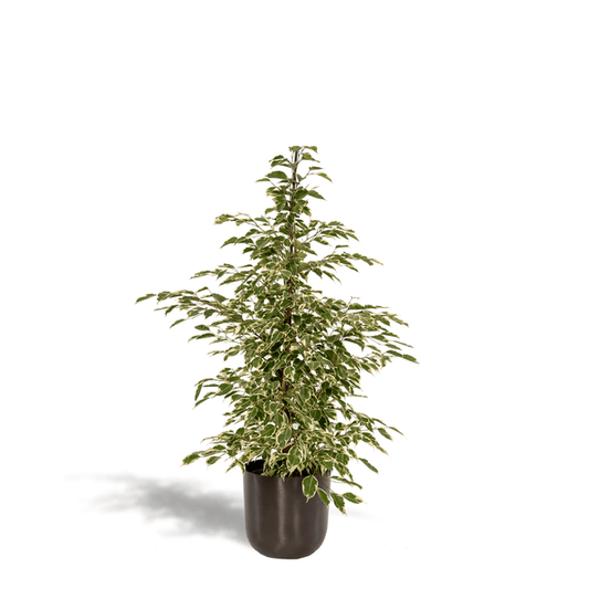Pfauen-Korbmaranthe Calathea Makoyana – Zimmerpflanze – 55cm Höhe – Exotische Blattpflanze mit dekorativem Muster – Für helle Innenräume 