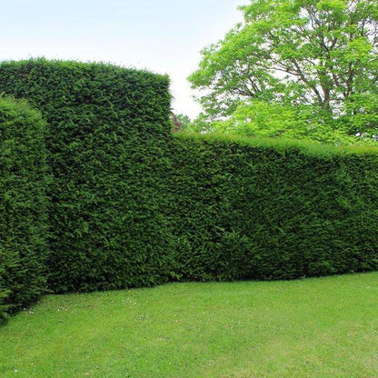 Eibe - Eibenhecke - 10 Meter Hecke - ↨100-125 cm - 20 Stück