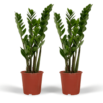 Glücksfeder - Zamioculcas Zamiifolia - Smaragdpalme - 50cm - ø14cm - 2 Stück 