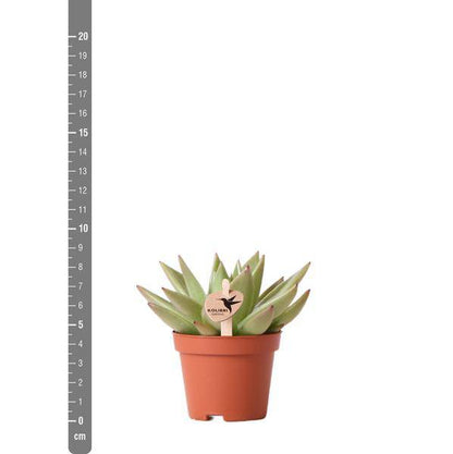 Grüne Pflanze - Sukkulente Echeveria Miranda - Blumenerde Ø6cm - grüne Zimmerpflanze - frisch aus der Gärtnerei - Oasis of Life