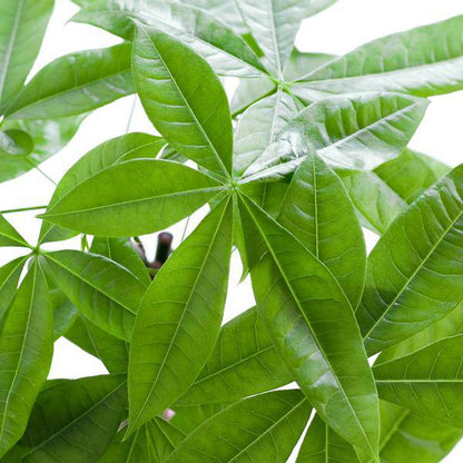 Pachira Aquatica - Glückskastanie - Zimmerpflanze - ↕80cm - Ø21cm + TopfViber Grau