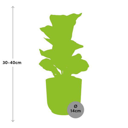 Ficus Lyrata 'Bambino' in ELHO Vibes Fold 14cm rosa 