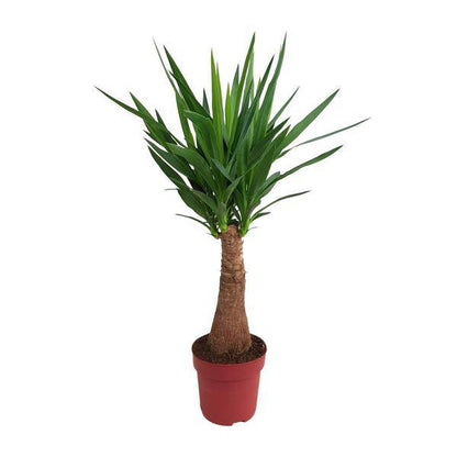 Palmlilie - Yucca - Maya-Baum - mehrstielig - Zimmerpflanze - Ø21cm - ↕100cm