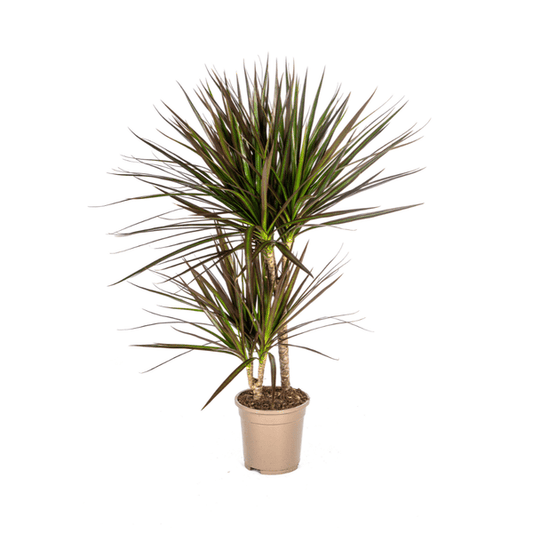 Dracaena Marginata Magenta – Drachenbaum – Zimmerpflanze – Ø17cm – ↕50-70cm – Pflegeleichte Grünpflanze mit roten Blatträndern – Luftreinigende Pflanze für Zuhause & Büro 