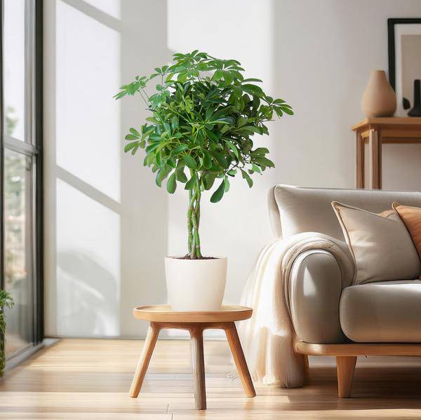 Schefflera Arboricola Nora – Birkenfeige – Zimmerpflanze + Topf Viber Weiß – ↕70cm – Ø21cm – Handförmige Blätter – Pflegeleicht & dekorativ 