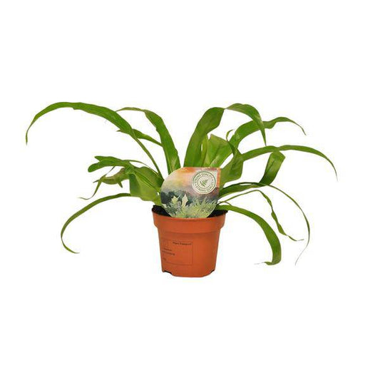 Nestfarn - Asplenium Antiquum - Zimmerpflanze - Ø12cm - ↕30cm 