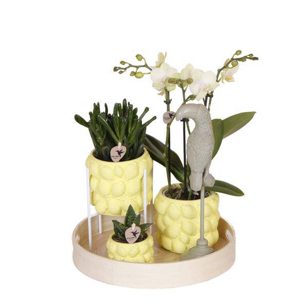 Geschenkset Zitruspflanzen-Set mit gelber Phalaenopsis-Orchidee und Sukkulenten inkl. Keramik-Ziertöpfe - Oasis of Life