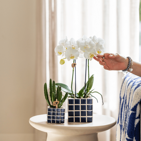 weiße Phalaenopsis-Orchidee - Amabilis - Topfgröße Ø9cm | blühende Zimmerpflanze - frisch vom Züchter - Oasis of Life