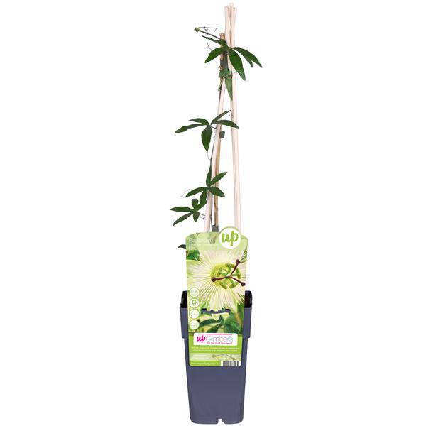 Passionsblume - Passiflora Weiß caerulea 'Constance Elliot' - Ø15cm - ↕65cm