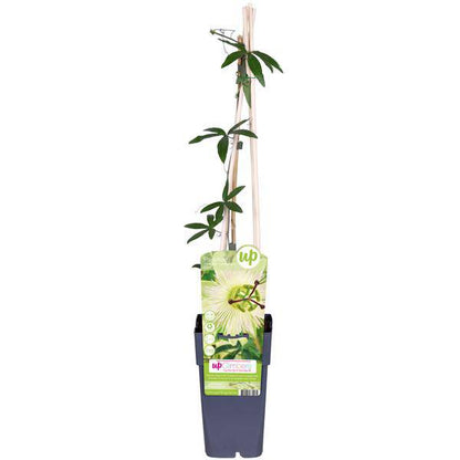 Passionsblume - Passiflora Weiß caerulea 'Constance Elliot' - Ø15cm - ↕65cm
