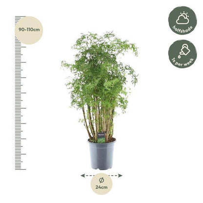 Polyscias Hawaiiana Ming - Fiederaralie - Zimmerpflanze - ↕90cm - Ø24cm