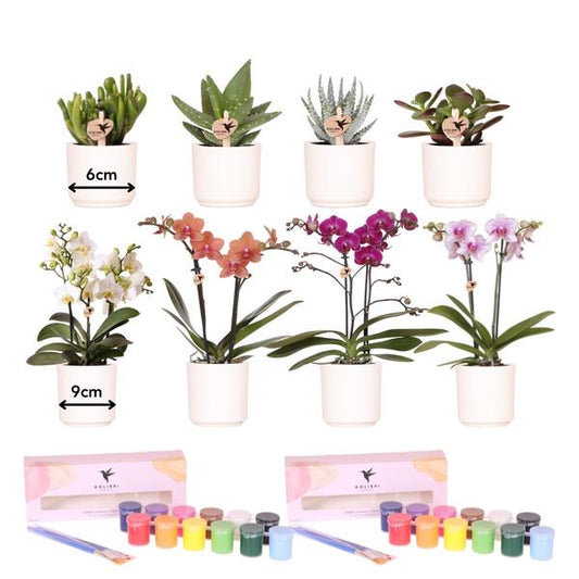 Malset Blumentöpfe bemalen mit Orchideen & Sukkulenten – DIY Kreativset für mindestens 4 Personen – Inklusive 8 weiße Töpfe, 4 Orchideen, 4 Sukkulenten, 24 Farben & 8 Pinsel – Bastelset für Kinder & Erwachsene 
