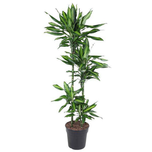 Drachenbaum – Dracaena Cintho 150cm – Ø27cm – Zimmerpflanze mit grünen Blättern & hellgrünem Rand – Tropische pflegeleichte Dekopflanze für Wohnzimmer, Büro & Wintergarten 