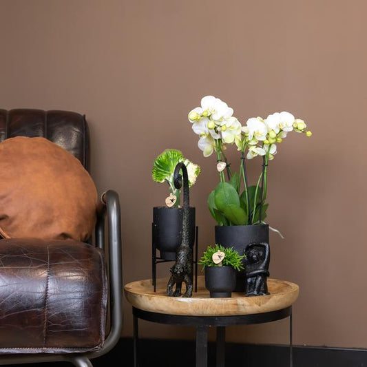 Pflanzenständer Metall Schwarz – Ø12cm – Höhenverstellbarer Pflanzenfuß 18,5cm – Moderner Deko-Halter für Zimmerpflanzen – Stilvolle Pflanzen-Erhöhung 