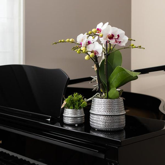 Blumentopf Rille – Gold – Ø6cm – Kleiner Keramik-Ziertopf mit Rillenstruktur – Matte Oberfläche – Für Mini-Pflanzen & Sukkulenten – Dekotopf für Wohnzimmer & Büro 