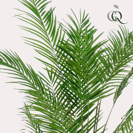 Kunstpflanze - Areca Lutescens - Goldpalme - 180 cm 