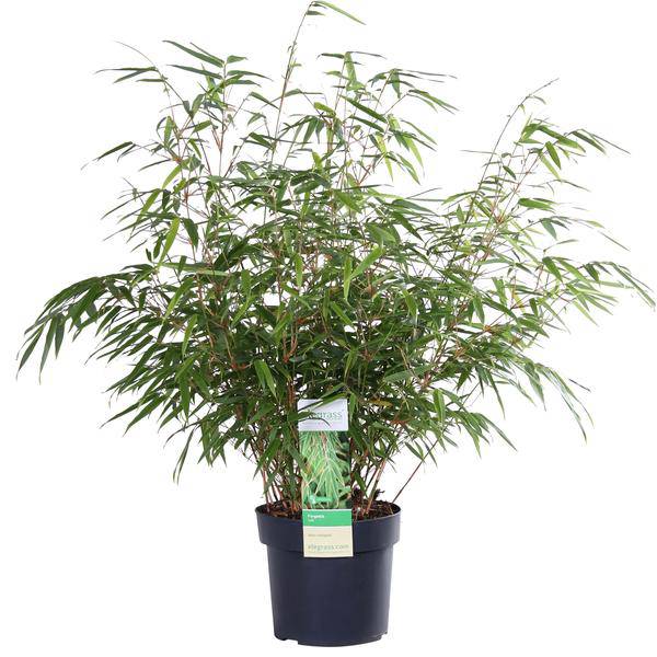 Schirmbambus - Fargesia rufa - Ø19cm - ↨60cm