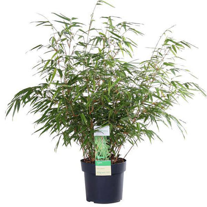 Schirmbambus - Fargesia rufa - Ø19cm - ↨60cm