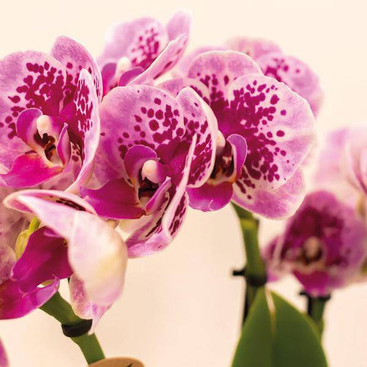 Phalaenopsis Orchideen El Salvador Lila – Zimmerpflanzen – 4 Orchideen – Ø9cm – mit 2-3 Zweigen – edle Orchidee in Diamond-Linie 