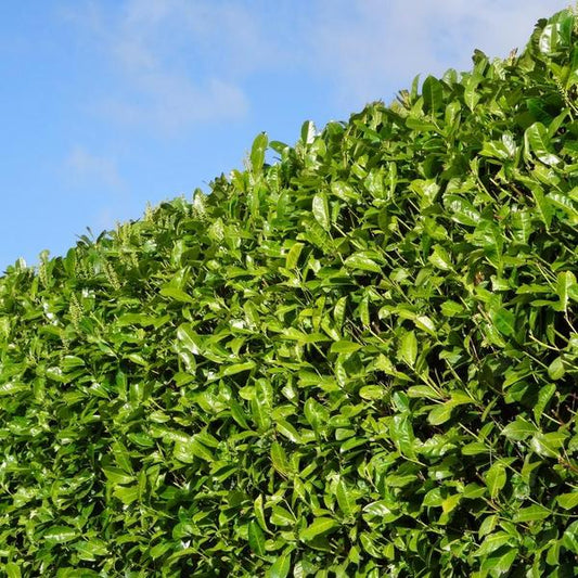 Kirschlorbeer Rotundifolia – 20 Pflanzen für 10 Meter Hecke – Immergrüne Lorbeerkirsche 125–150cm – Schnellwachsend & dicht – Perfekt als Sichtschutzhecke