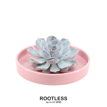 Sukkulente - Echeveria Lilacina im Schiefer 'Rosa' - Zimmerpflanze - Ø20cm - ↕5cm